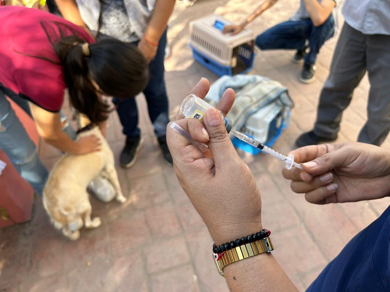 $!Realizan campaña de esterilización de perros en Villa Unión
