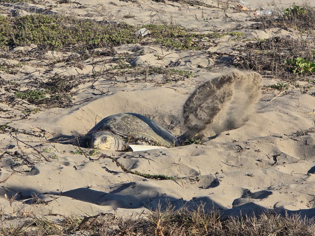 $!Sorprende a bañistas tortuga que salió a desovar en playa de Rosario