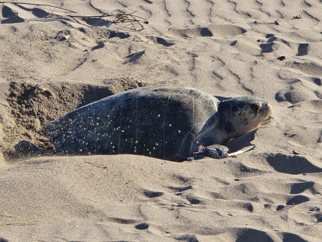 $!Sorprende a bañistas tortuga que salió a desovar en playa de Rosario
