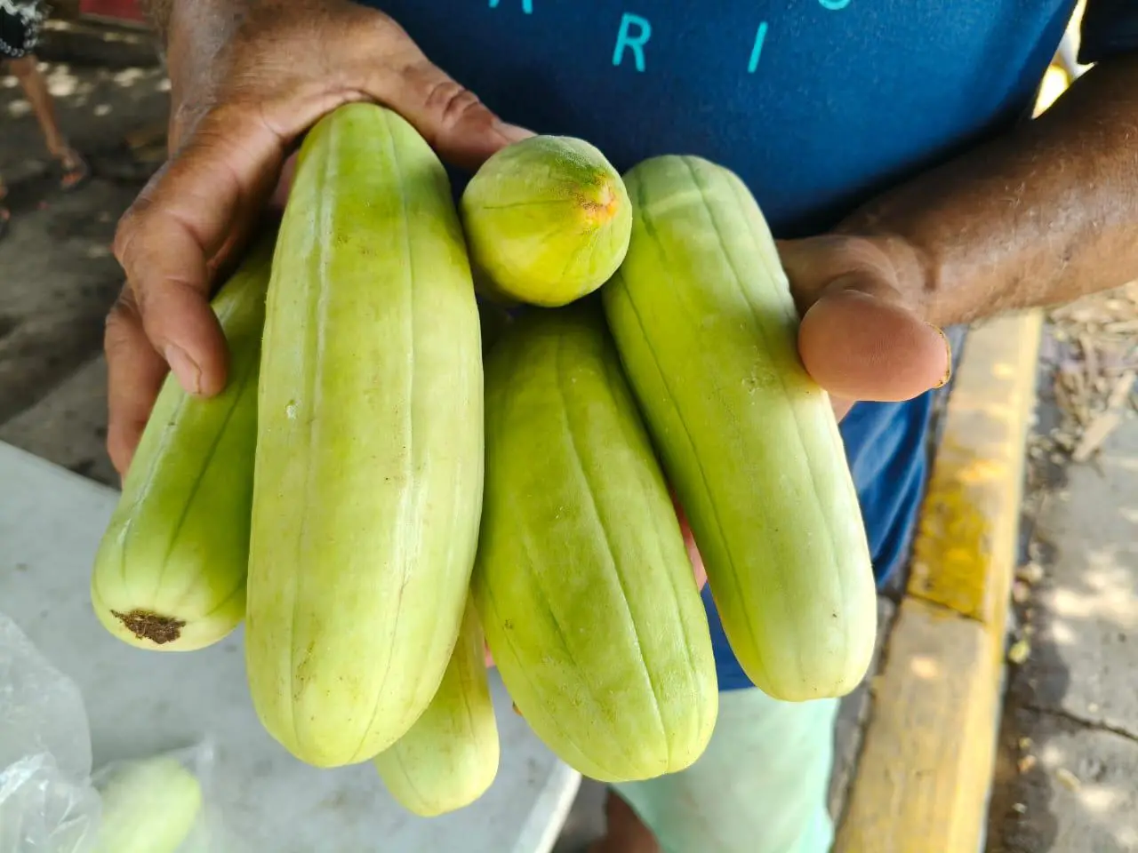 $!Víctor mantiene vivo el cultivo del pepino blanco en Cacalotán