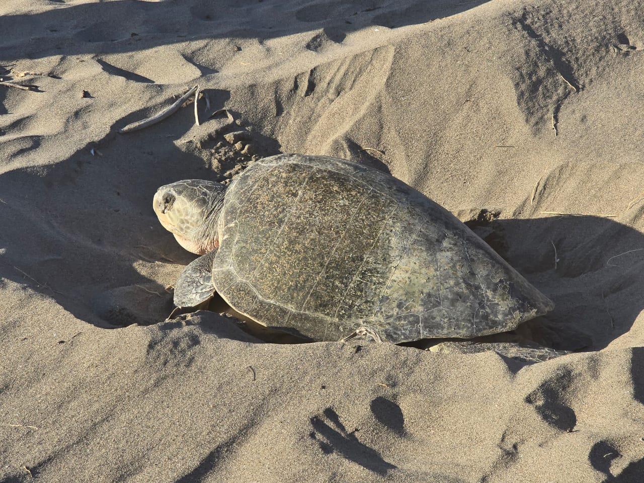 $!Sorprende a bañistas tortuga que salió a desovar en playa de Rosario