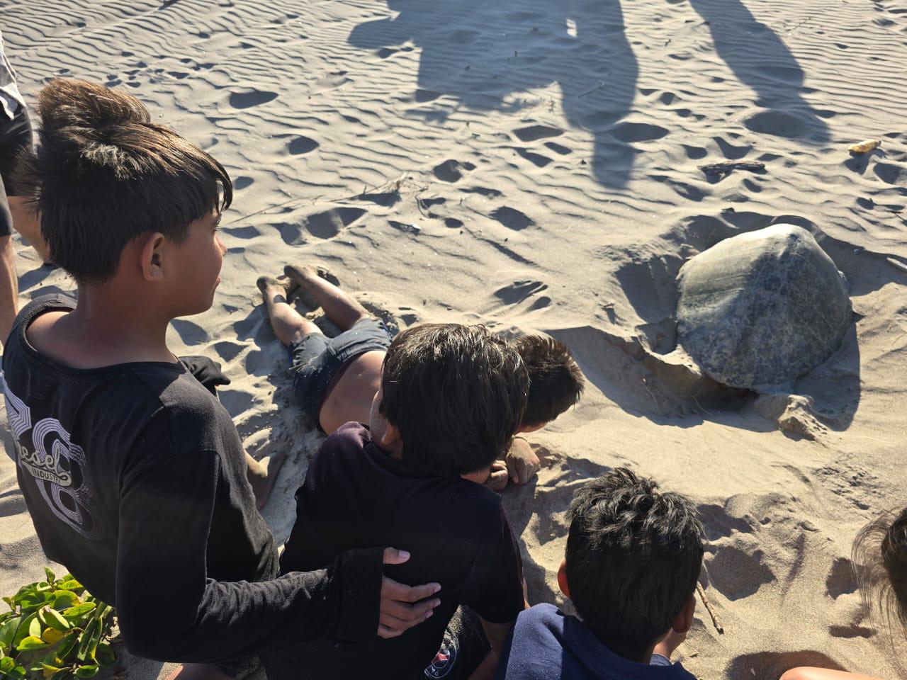 $!Sorprende a bañistas tortuga que salió a desovar en playa de Rosario