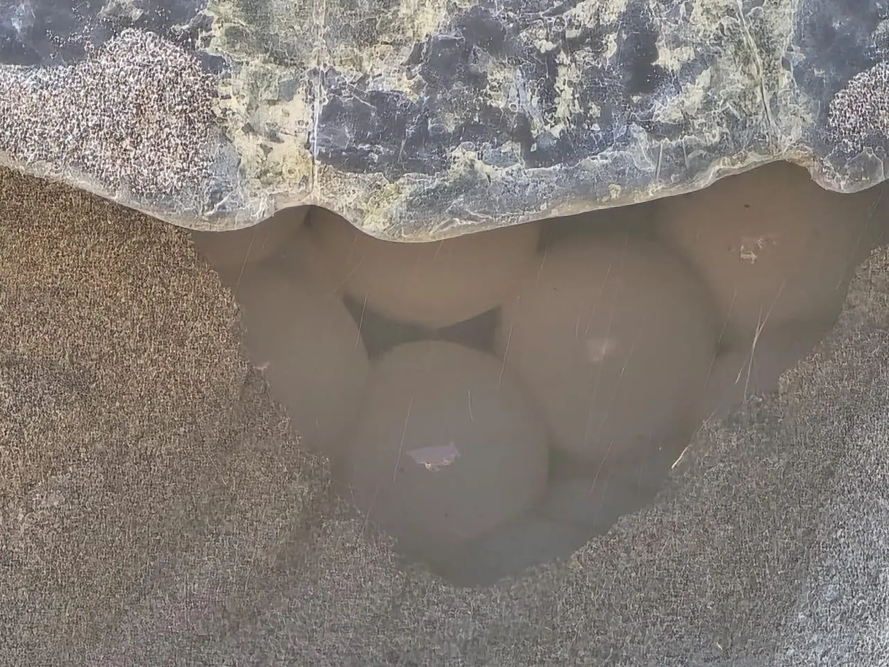 $!Sorprende a bañistas tortuga que salió a desovar en playa de Rosario