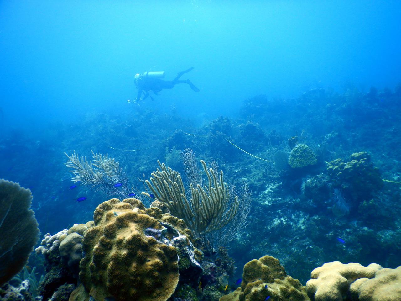 $!Los arrecifes de coral brindan refugio a otras especies y ayudan a reducir riesgos en las costas por fenómenos naturales. Son seres vivos frágiles.
