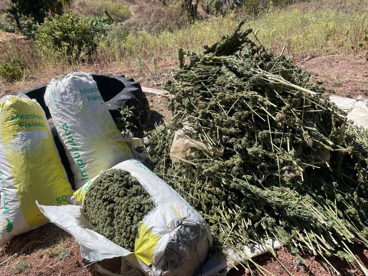 $!Marina localiza y destruye plantíos de mariguana en Sinaloa de Leyva