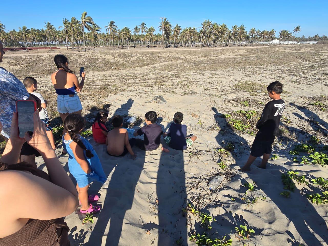 $!Sorprende a bañistas tortuga que salió a desovar en playa de Rosario