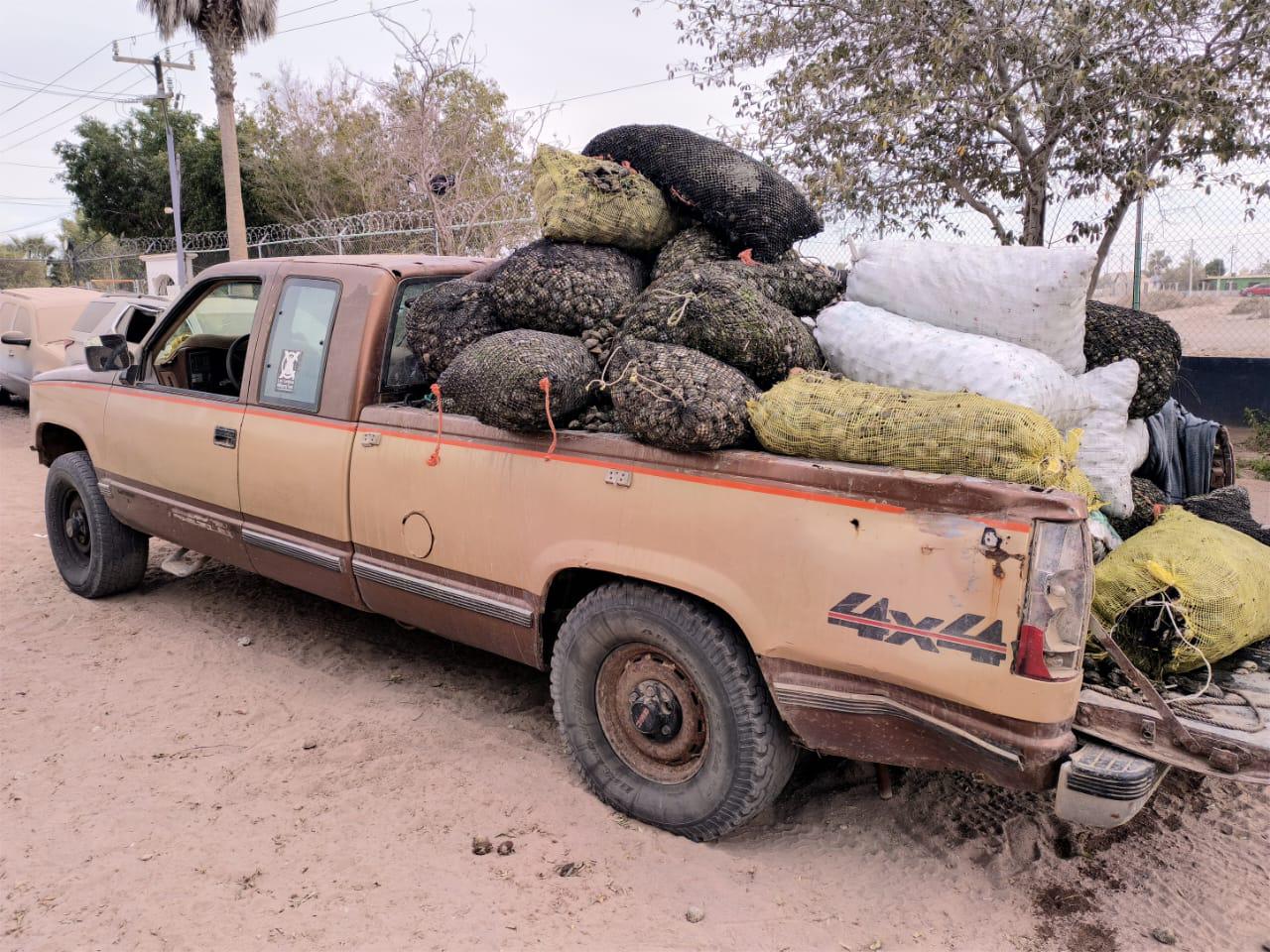 $!Decomisan 2 toneladas de almeja catarina viva, en 40 costales, en BCS
