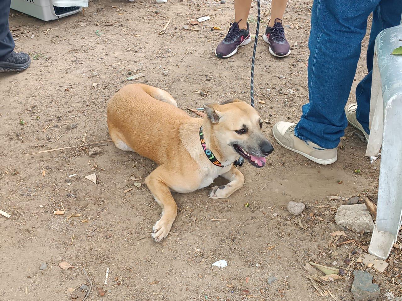 $!Demuestran mazatlecos compromiso por la salud de sus mascotas