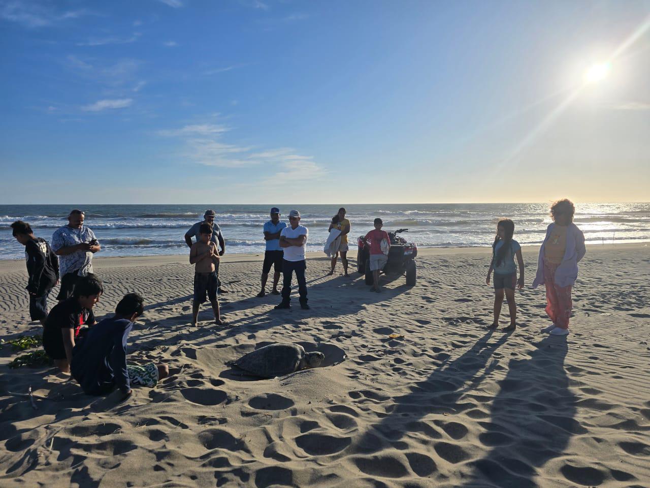 $!Sorprende a bañistas tortuga que salió a desovar en playa de Rosario