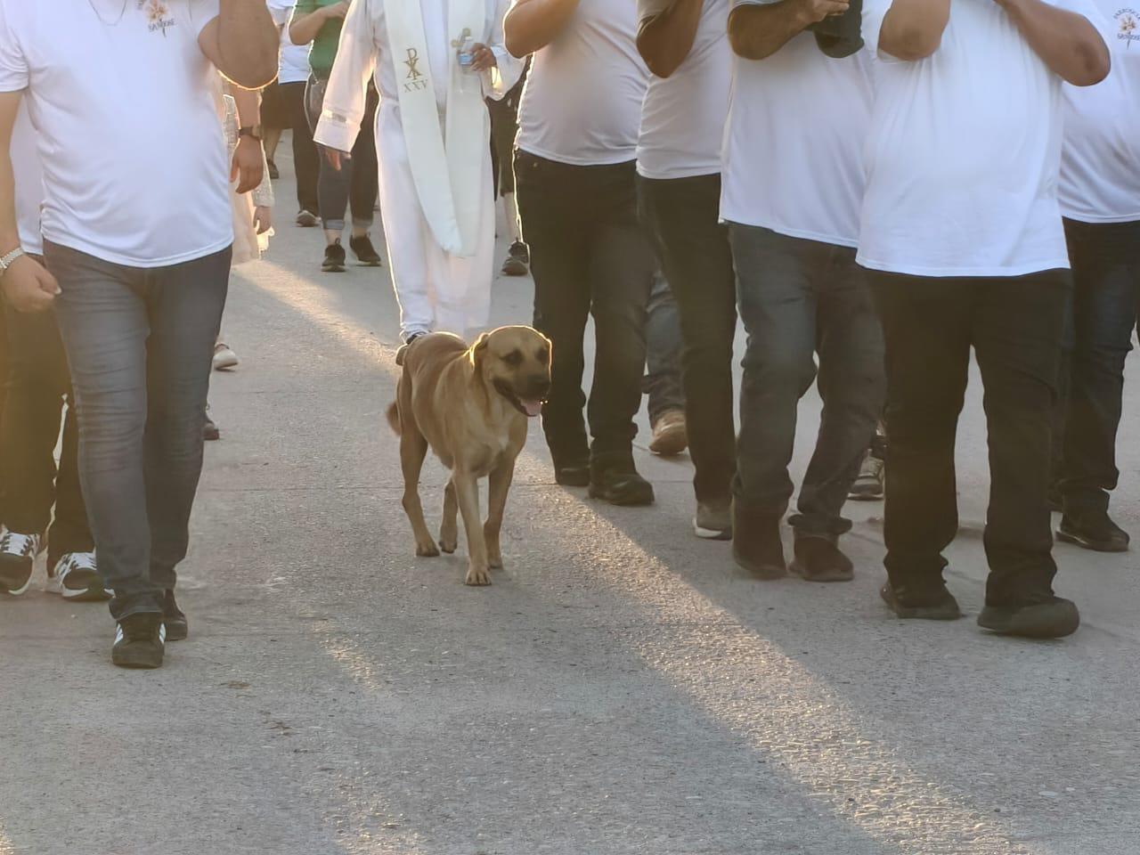 $!Bruno y Oso, dos lomitos fervorosos en el templo parroquial del Señor San José, en Agua Verde