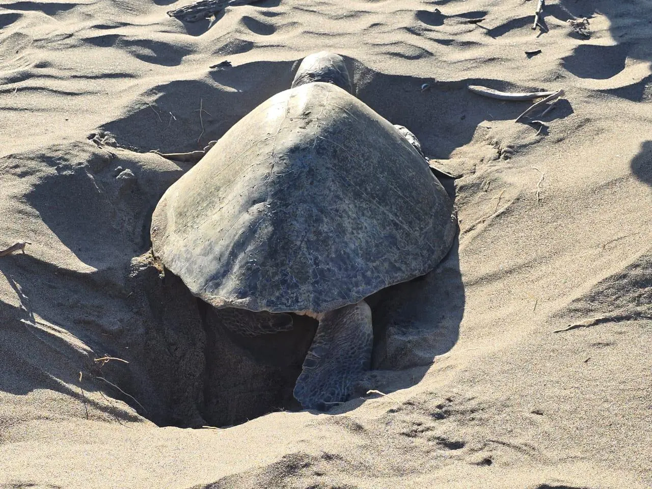 $!Recolección de nidos de tortugas en el Santuario Huizache Caimanero ha tenido un repunte del 30%: Grupo Tortuguero