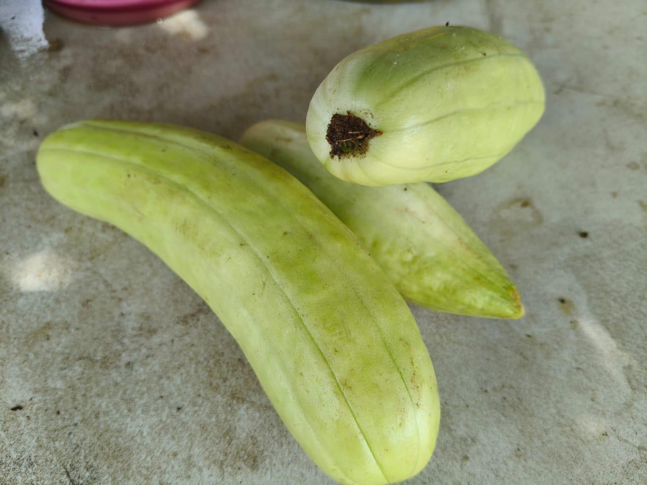 $!Víctor mantiene vivo el cultivo del pepino blanco en Cacalotán