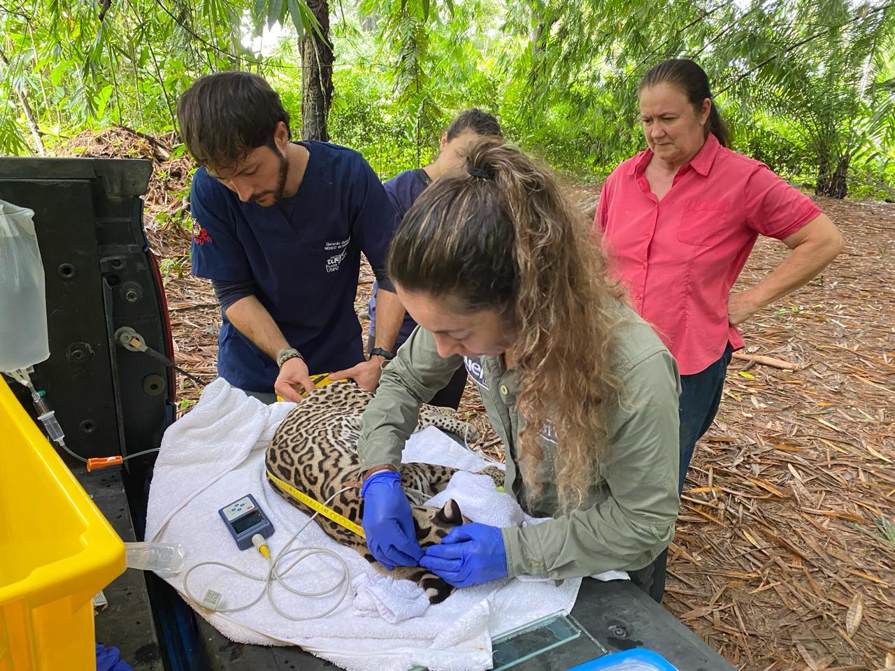 $!Un ocelote es atendido por el Hospital de Fauna Silvestre de la USFQ, en Ecuador.
