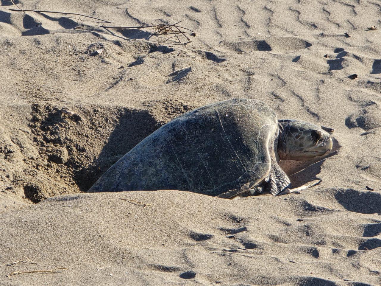 $!Recolección de nidos de tortugas en el Santuario Huizache Caimanero ha tenido un repunte del 30%: Grupo Tortuguero
