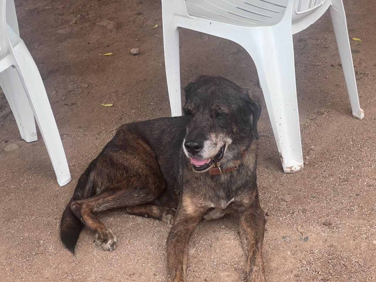 $!27 de julio Día del Perro Callejero: Sinaloa enfrenta el reto de miles de animales en abandono