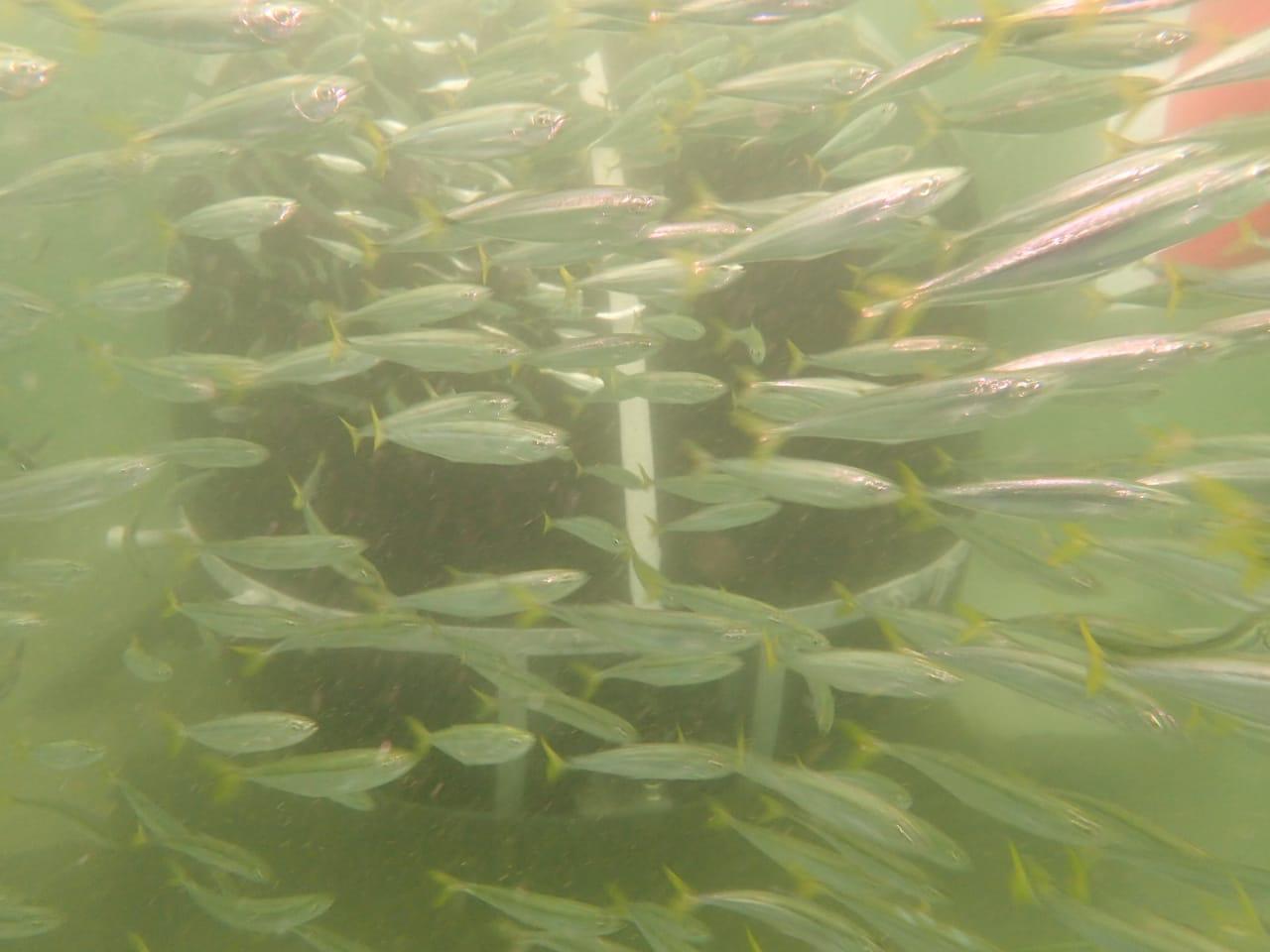 $!Sheinbaum inaugura Museo Subacuático en San Carlos