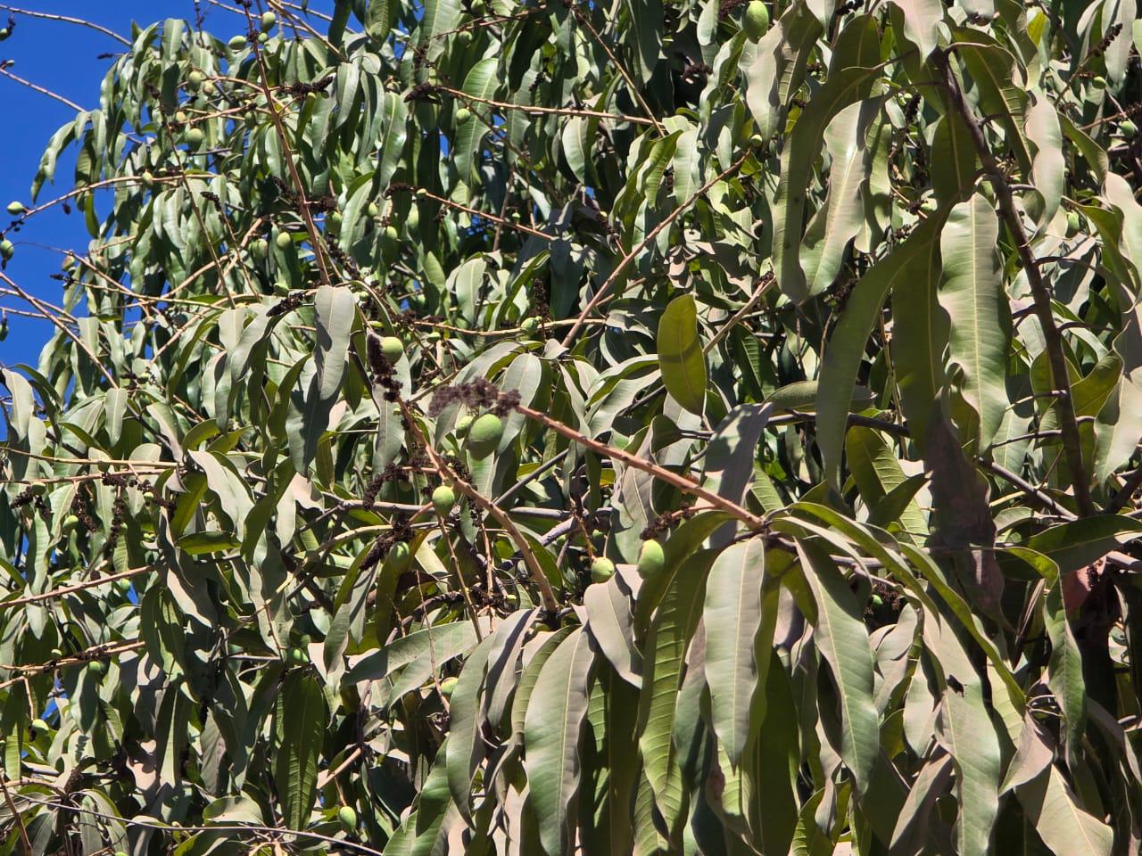 $!Afecta sequía a 50 por ciento de huertas en Rosario que no recibieron riego de la presa Santa María