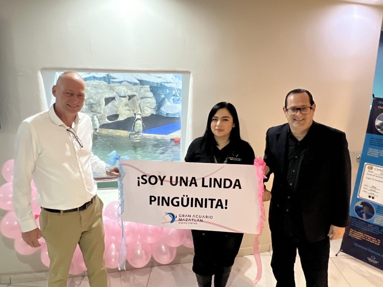 $!Es hembra pingüino el polluelo que nació en Gran Acuario Mazatlán