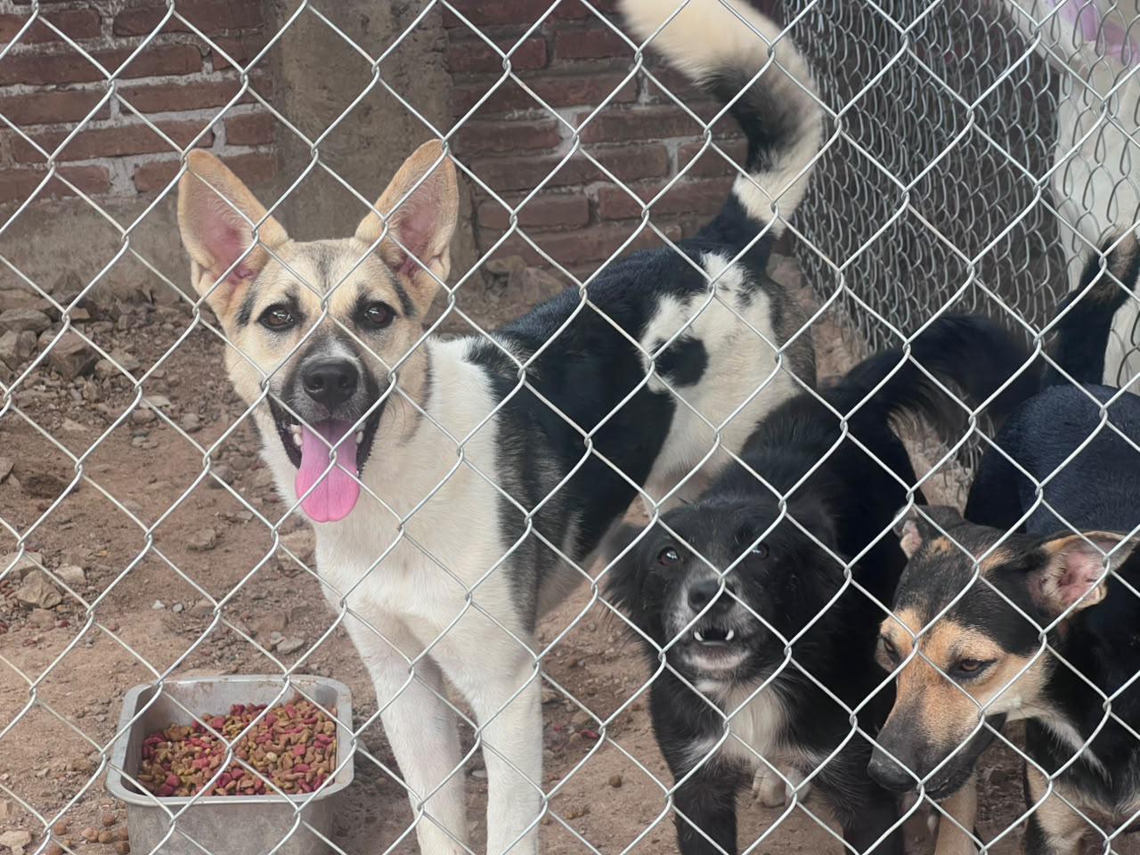 $!27 de julio Día del Perro Callejero: Sinaloa enfrenta el reto de miles de animales en abandono