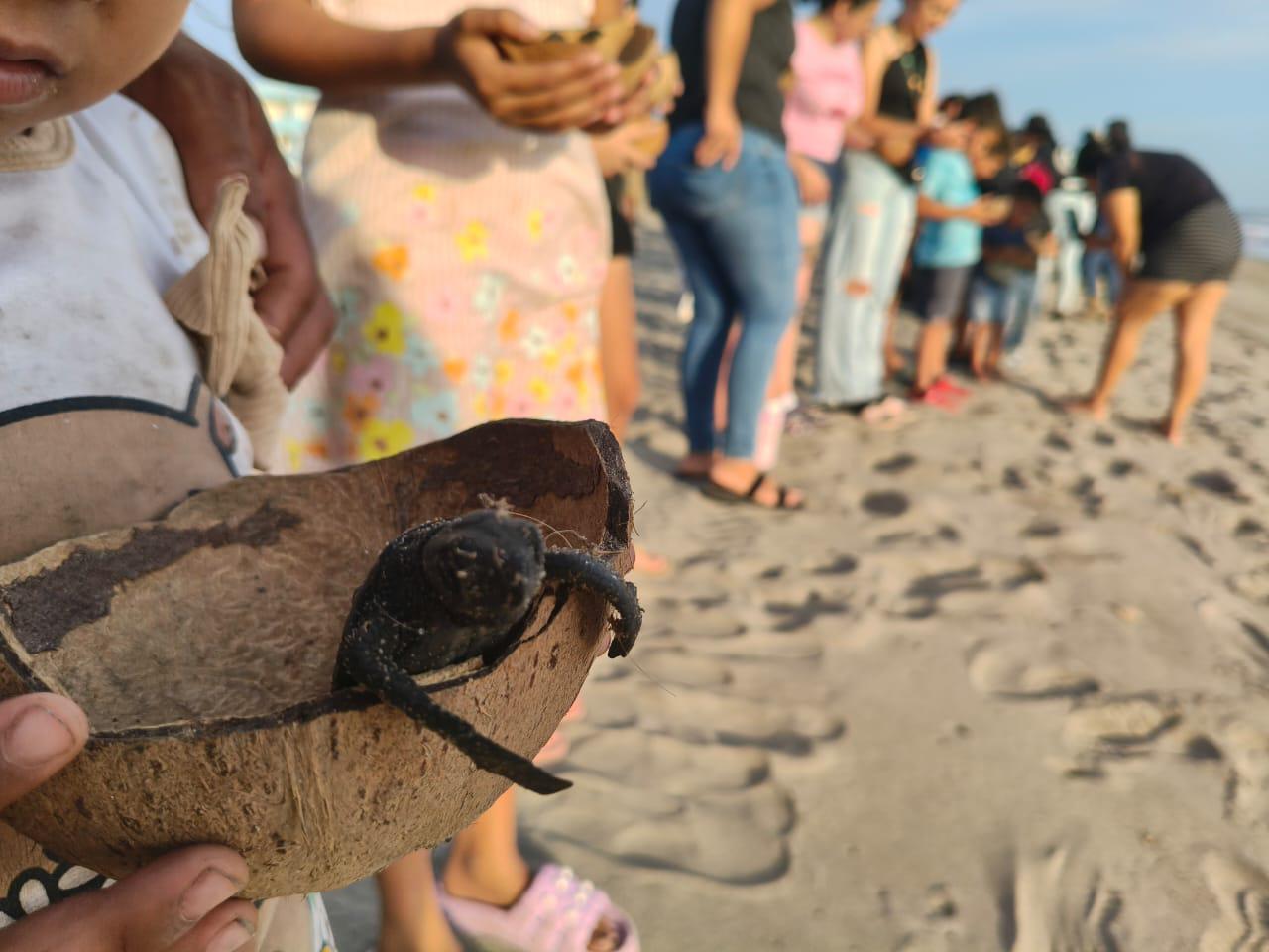 $!Realizan en Rosario la primera liberación masiva de crías de tortuga marina de la temporada