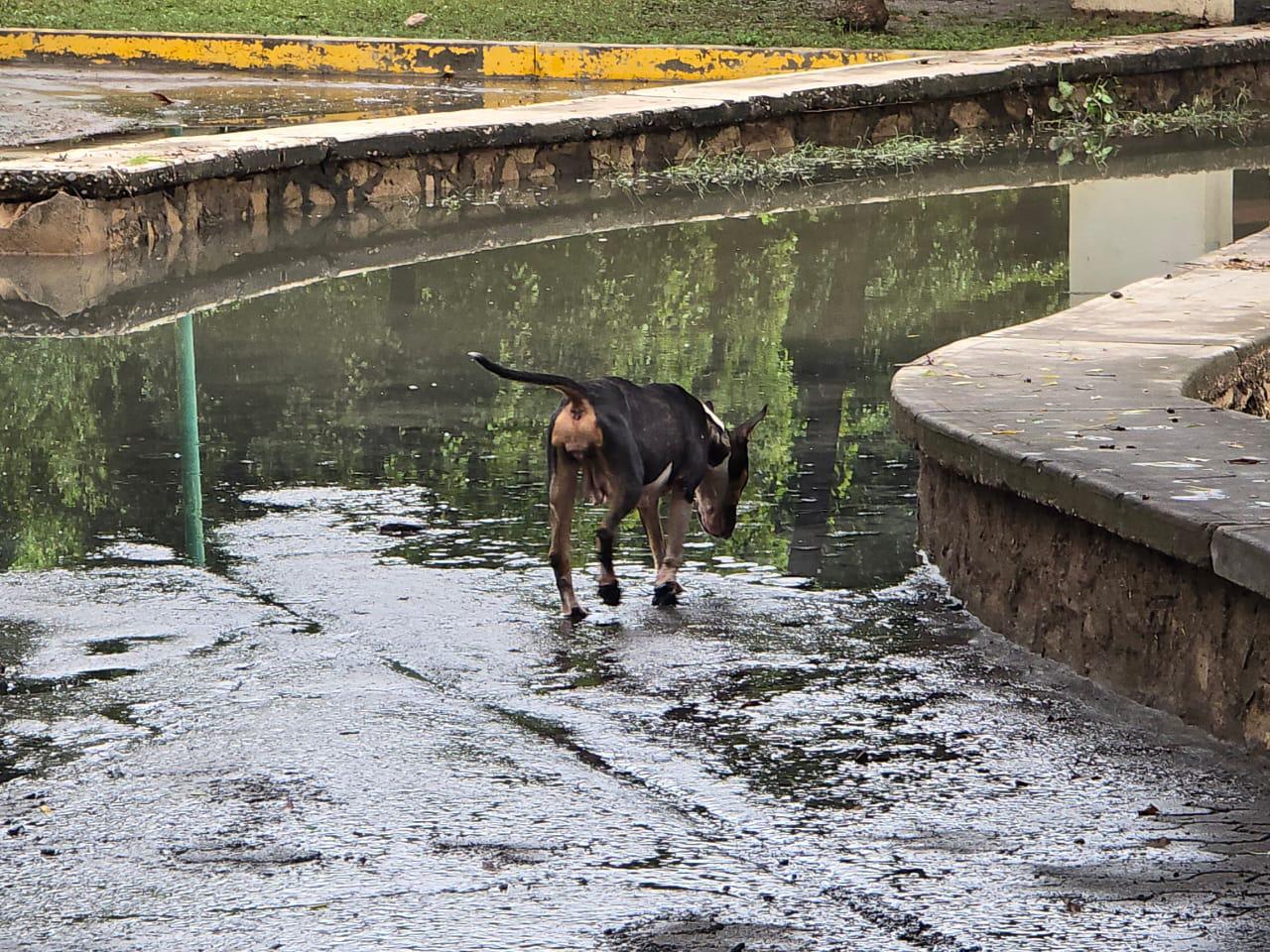 $!Se desbordan lagunas de El Rosario por tercera vez en la temporada; colonias reportan inundaciones y temor por contaminación