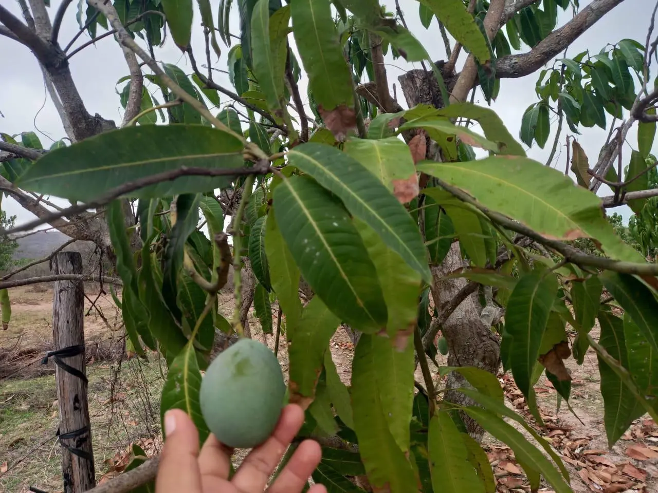 $!Productores de mango de Escuinapa piden activar seguro catastrófico