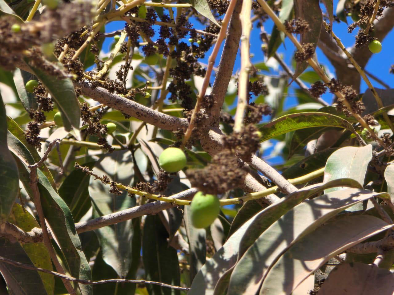 $!Afecta sequía a 50 por ciento de huertas en Rosario que no recibieron riego de la presa Santa María