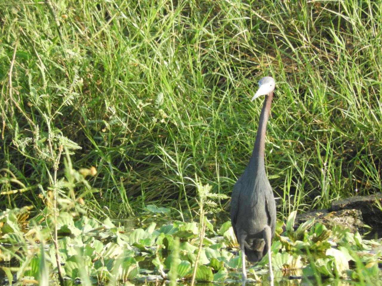 $!Advierten daños a Marismas Nacionales en Escuinapa por actividad acuícola e industria del mango