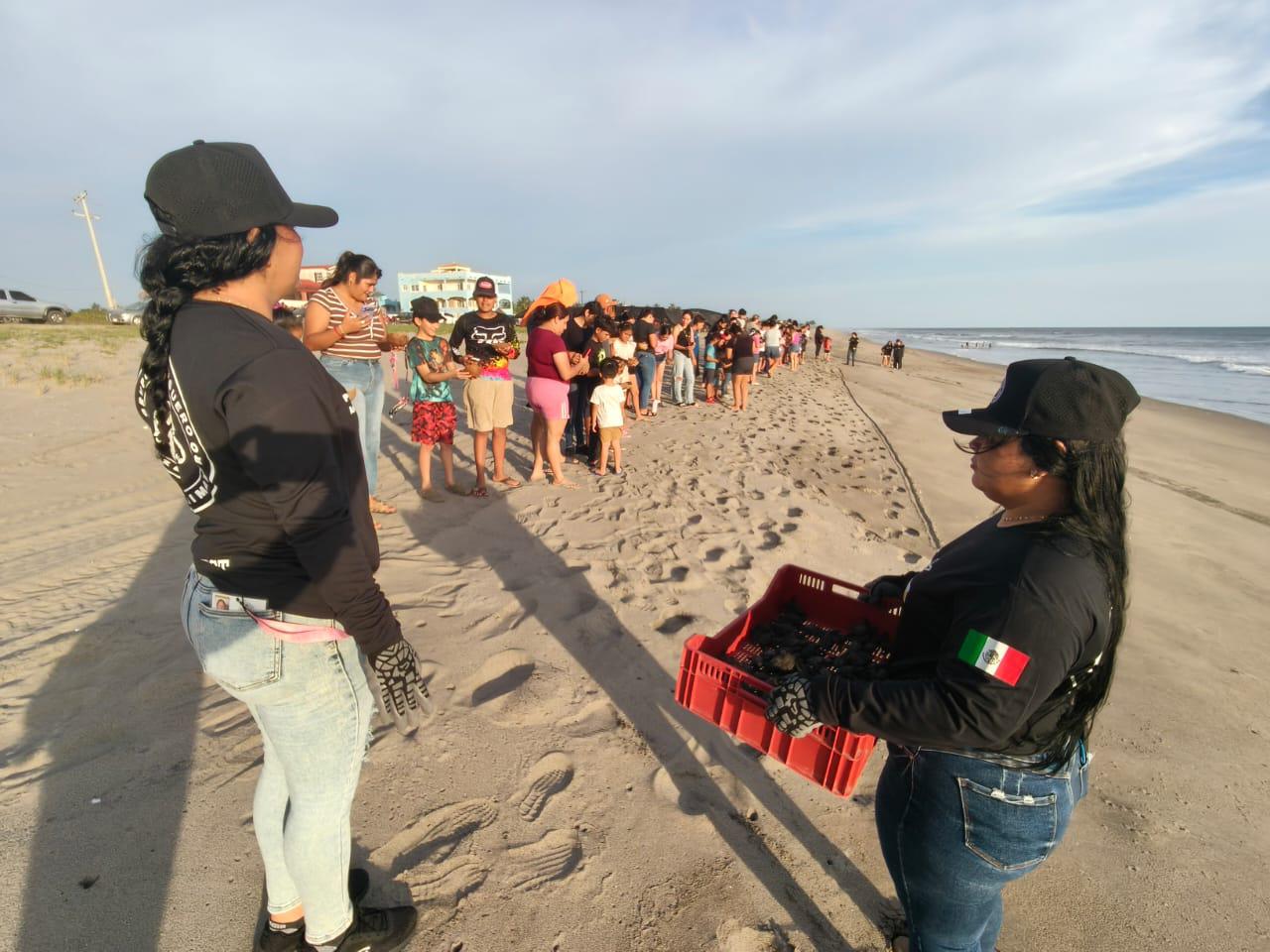 $!Realizan en Rosario la primera liberación masiva de crías de tortuga marina de la temporada