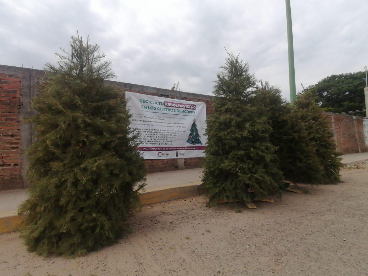 $!No deseches tu árbol de Navidad, recíclalo en los centros de acopio de Culiacán