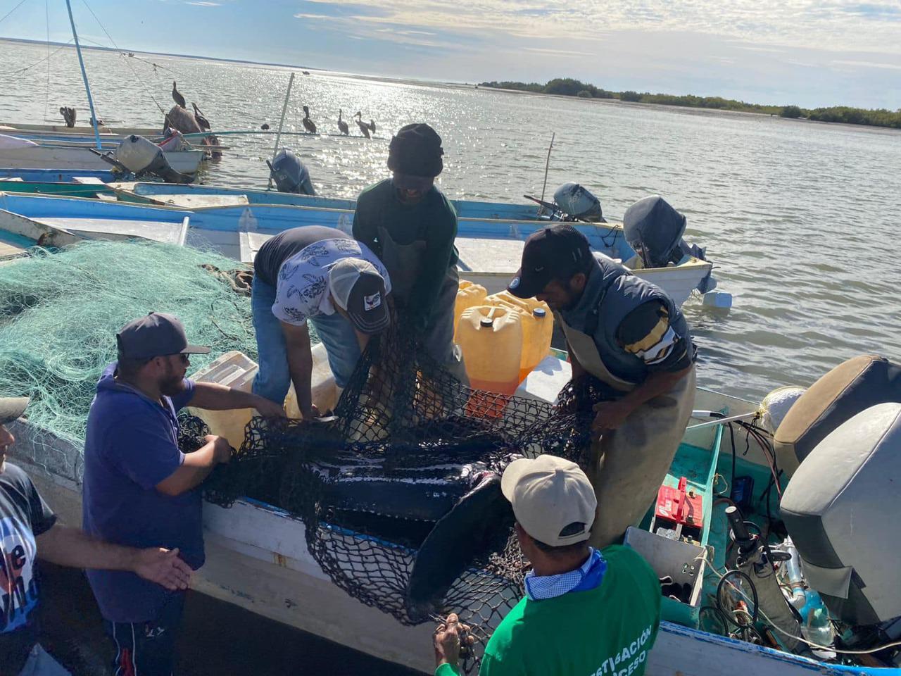 $!Una tortuga marina, de las más grandes del planeta, es rescatada y liberada en Sinaloa; quedó atrapada en redes de pesca