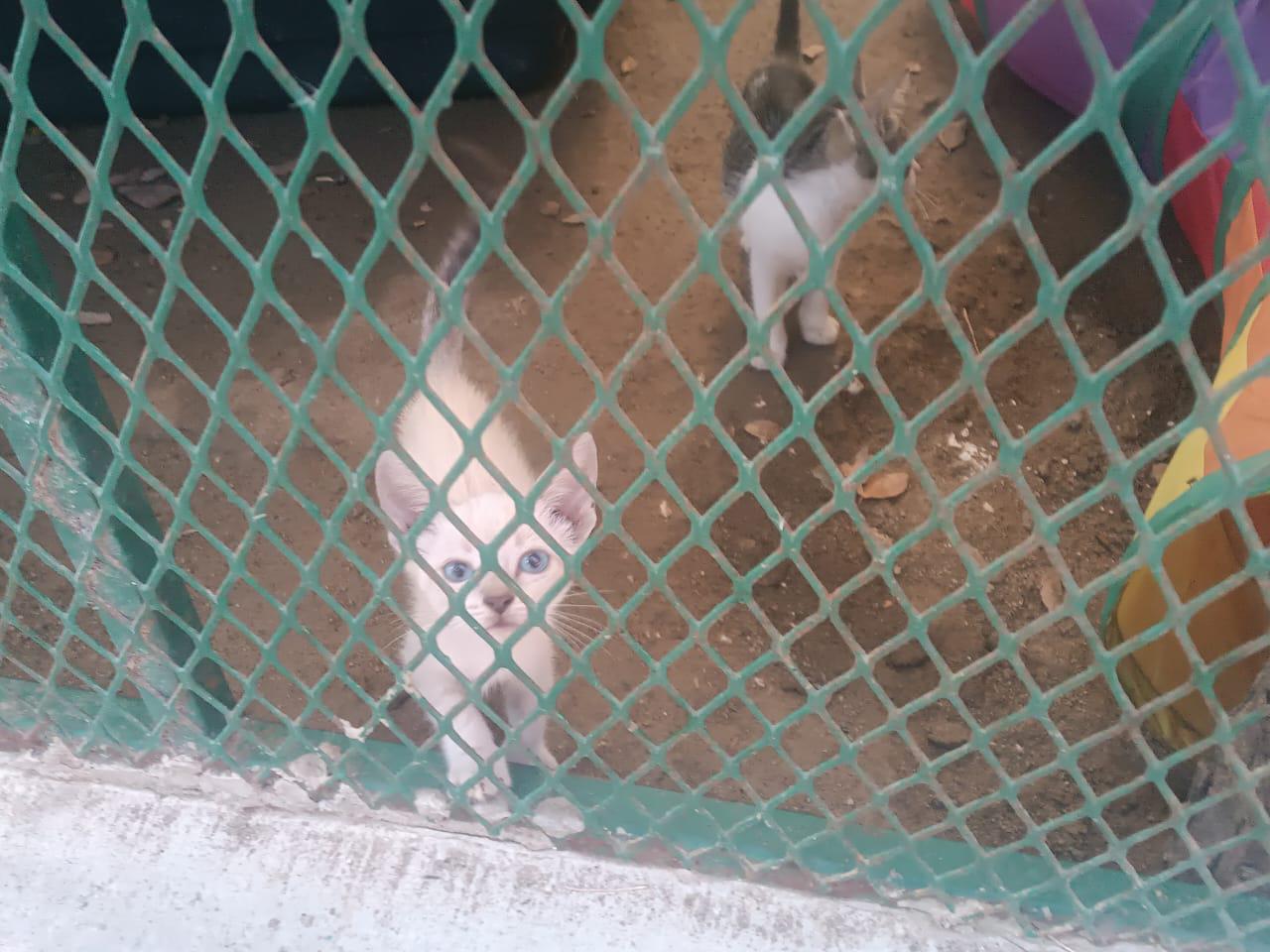 $!Atiende camión esterilizador alrededor de 40 animalitos durante esta semana en Mazatlán