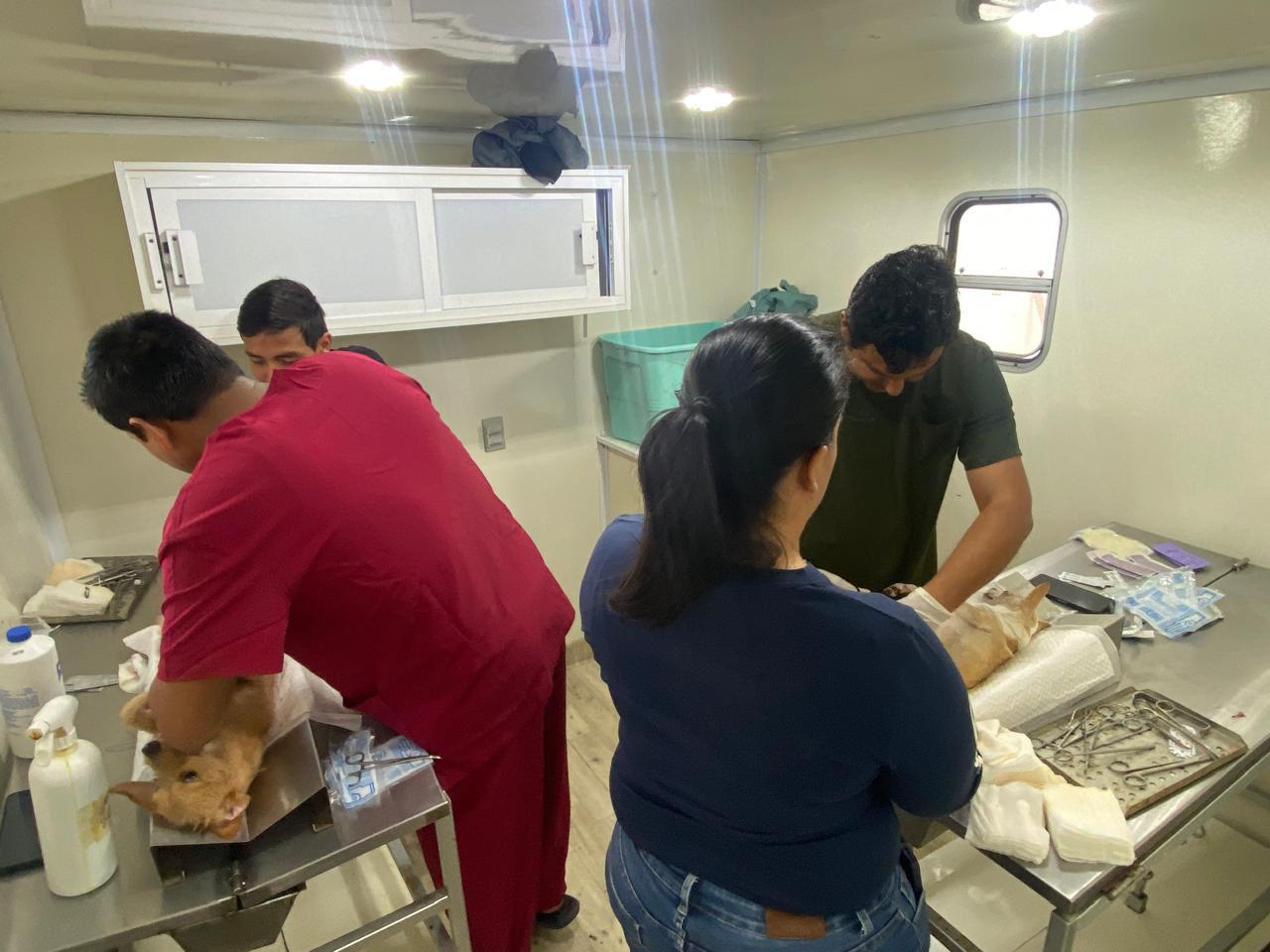 $!Rosario arranca 2026 con jornada de esterilización y apuesta por ser referente en bienestar animal