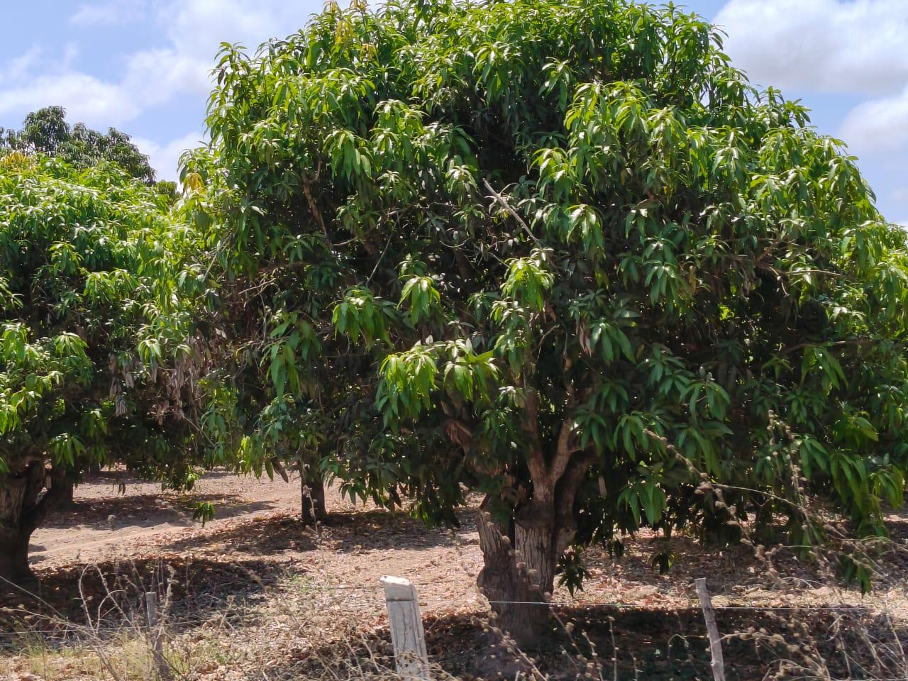 $!Caída de floración deja en crisis la producción de mango en Rosario