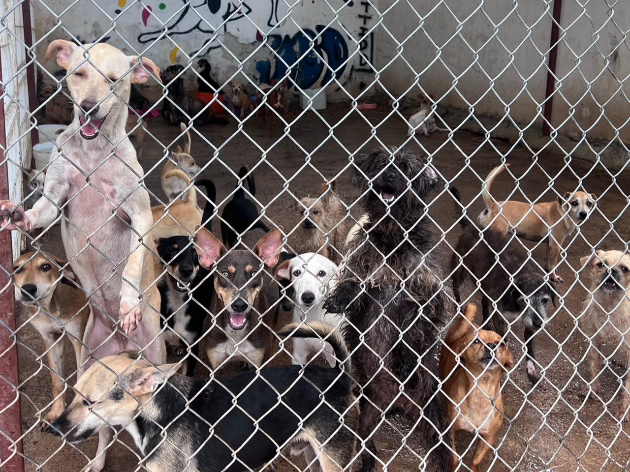 $!27 de julio Día del Perro Callejero: Sinaloa enfrenta el reto de miles de animales en abandono