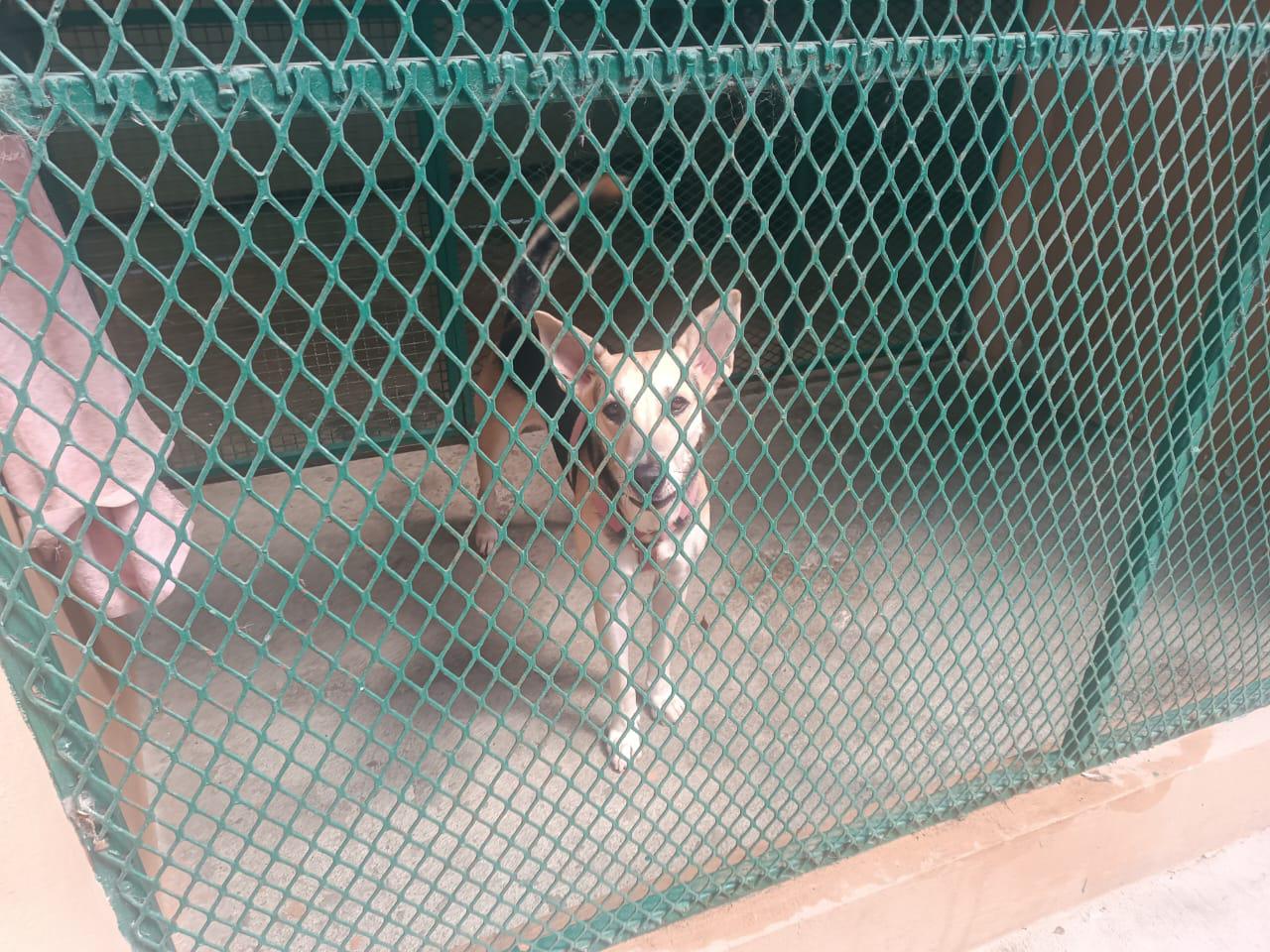 $!Atiende camión esterilizador alrededor de 40 animalitos durante esta semana en Mazatlán