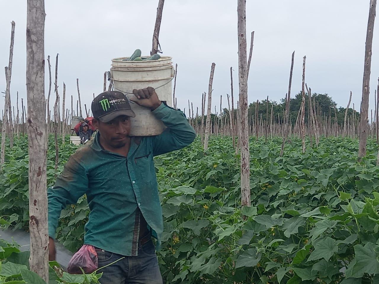 $!Sembradores de calabaza y pepino en Escuinapa sufren por bajos precios