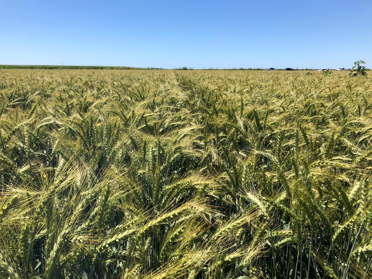 $!Precio del trigo está por las nubes; alcanza un ingreso estimado de $8 mil 652: Caades