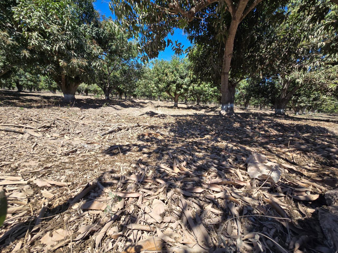 $!Afecta sequía a 50 por ciento de huertas en Rosario que no recibieron riego de la presa Santa María