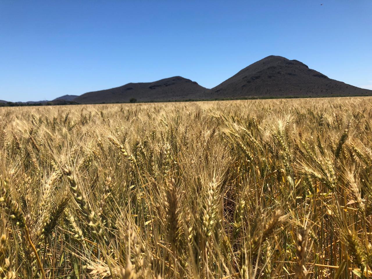 $!Precio del trigo está por las nubes; alcanza un ingreso estimado de $8 mil 652: Caades