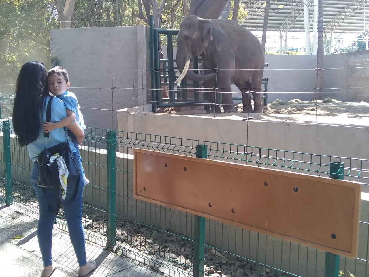 $!Desmiente activista supuesto maltrato al elefante ‘Big Boy’