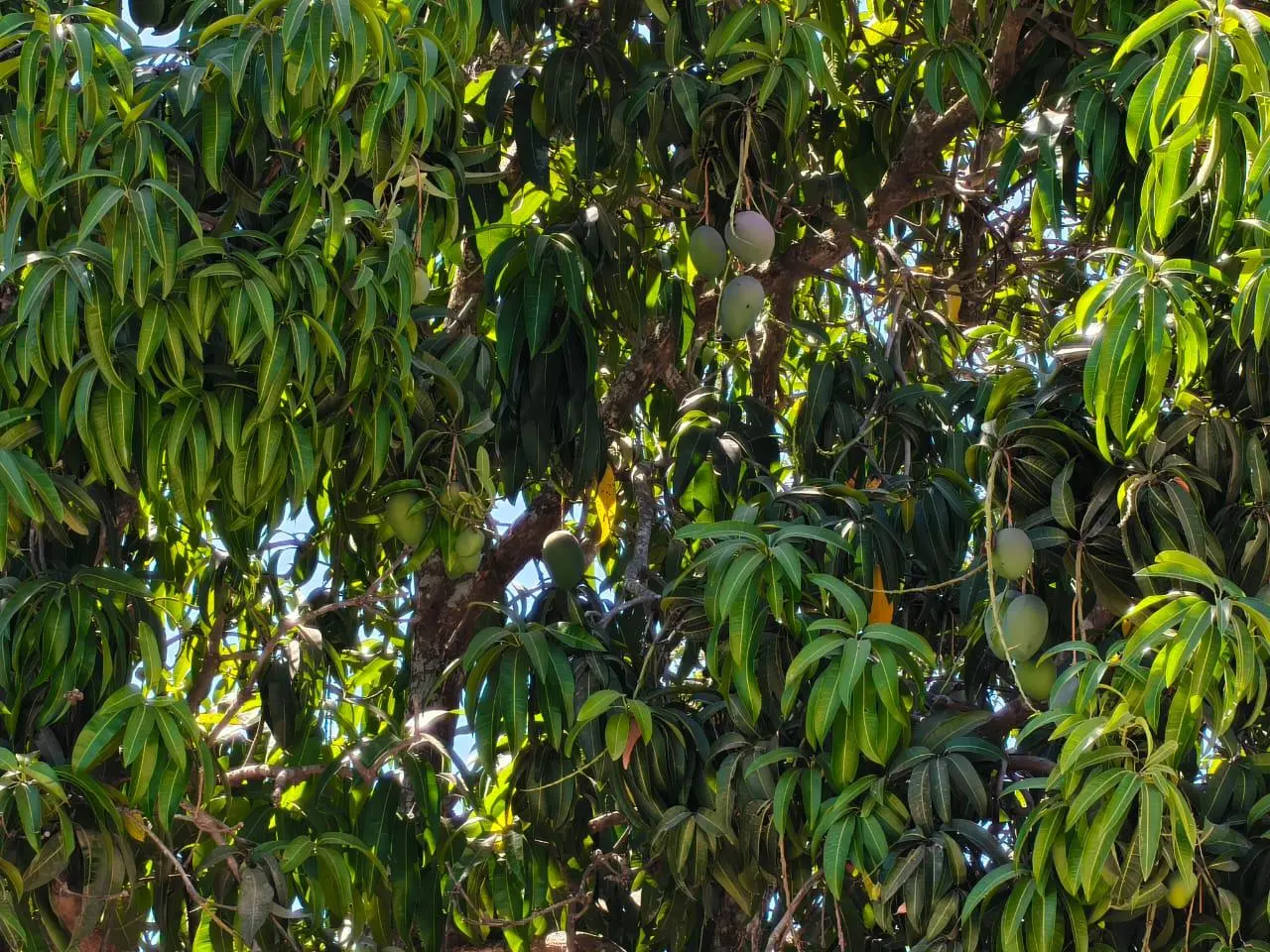 $!Productores de Rosario buscan con Fundación Produce definir motivos y soluciones de la baja floración de mango