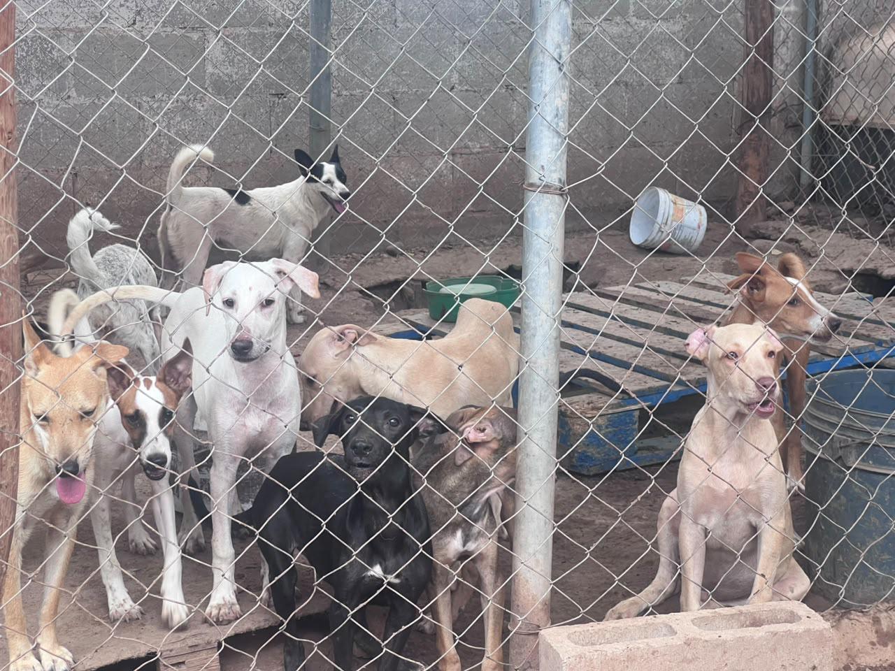 $!27 de julio Día del Perro Callejero: Sinaloa enfrenta el reto de miles de animales en abandono