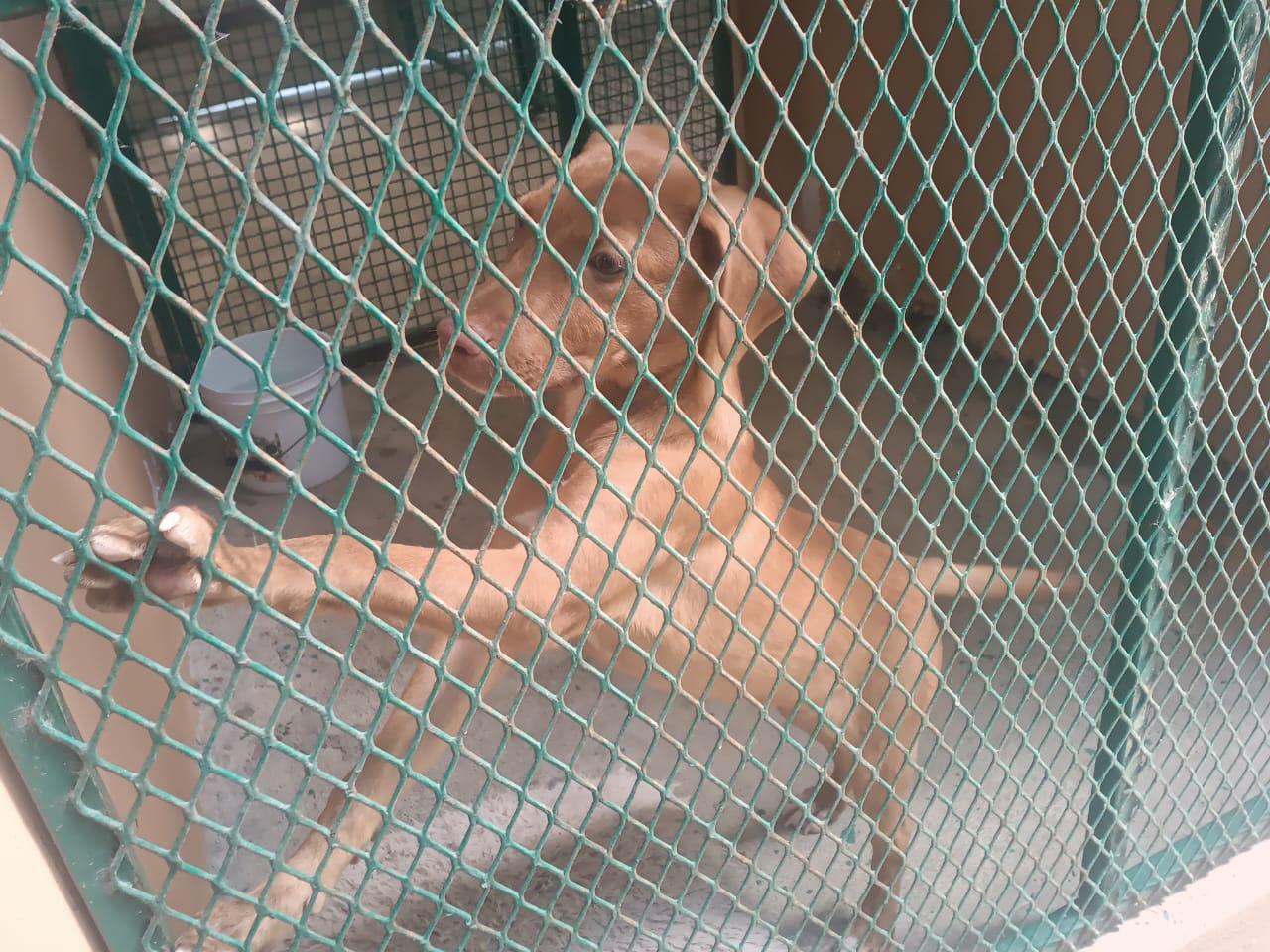 $!Atiende camión esterilizador alrededor de 40 animalitos durante esta semana en Mazatlán