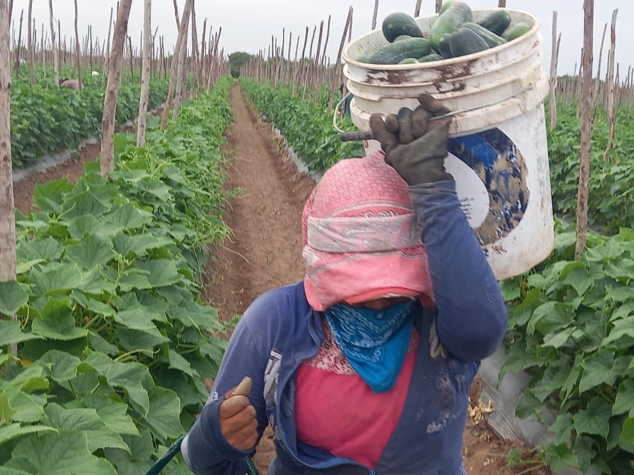 $!Sembradores de calabaza y pepino en Escuinapa sufren por bajos precios