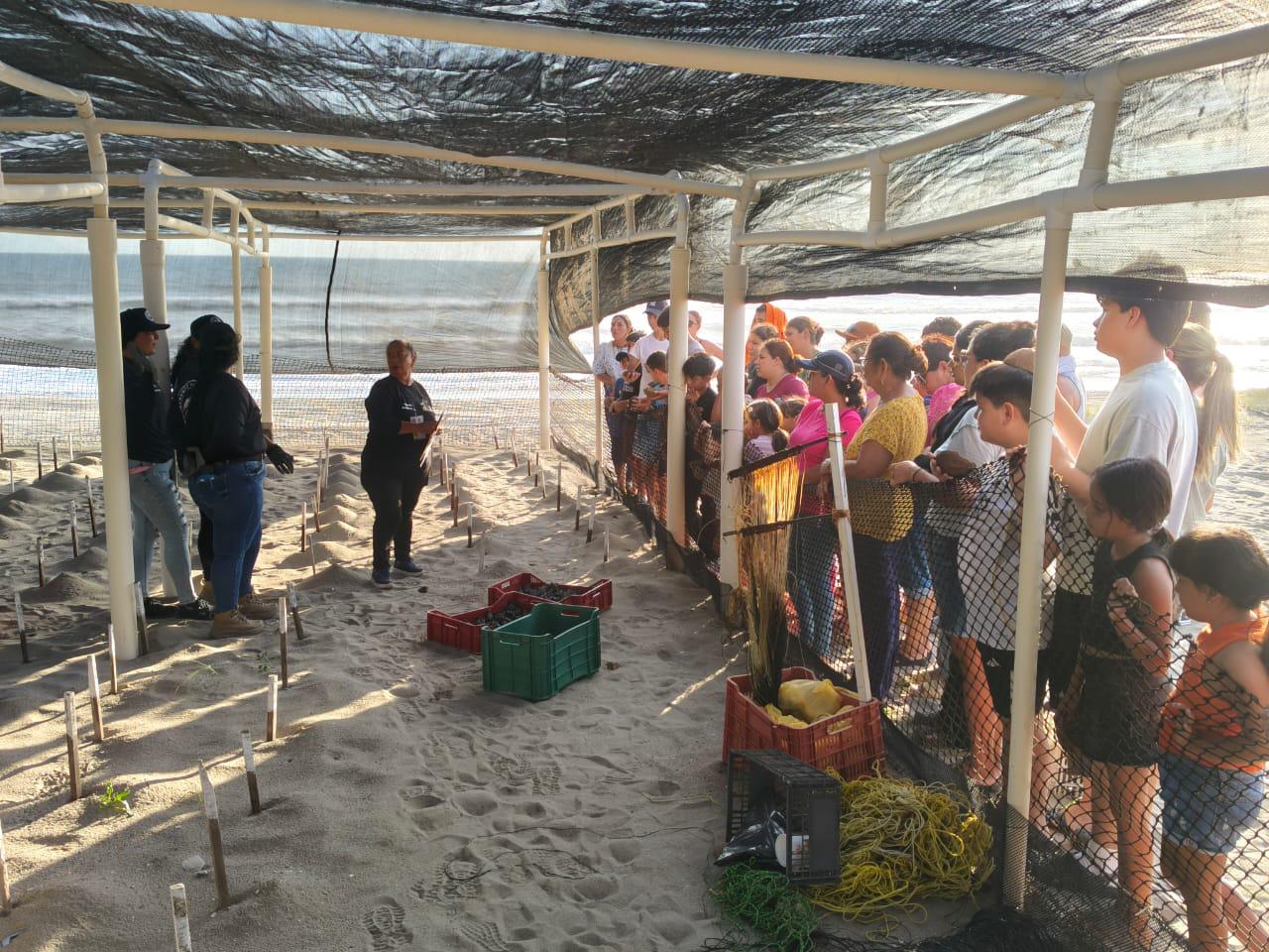 $!Realizan en Rosario la primera liberación masiva de crías de tortuga marina de la temporada