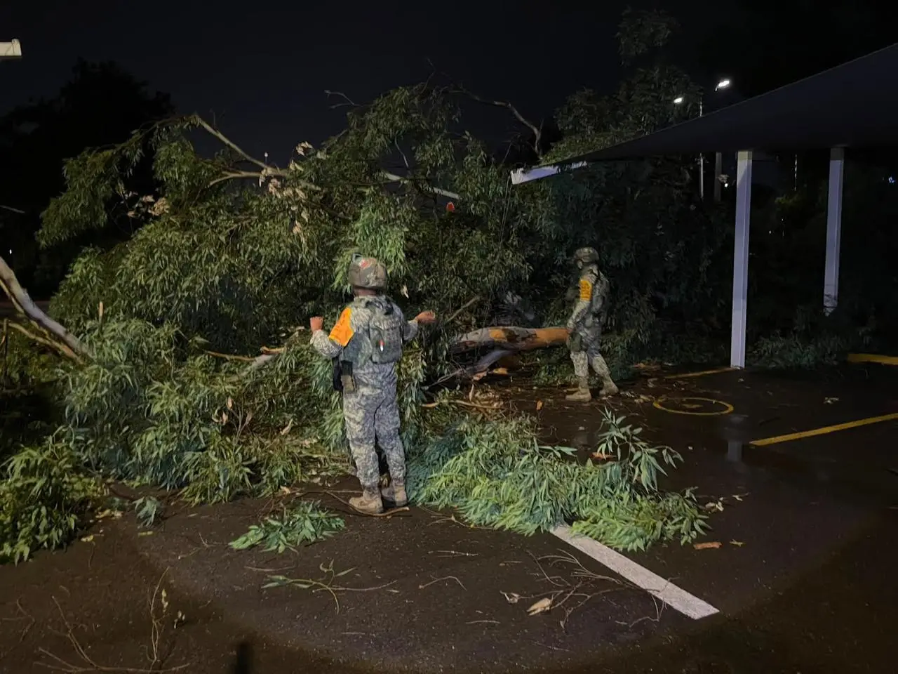 $!Atienden caída de 16 árboles tras lluvias y fuertes vientos en Culiacán