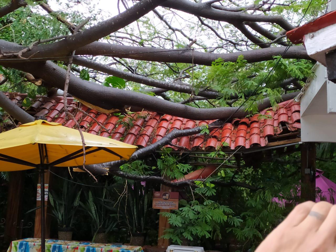 $!Vientos derriban gran árbol sobre Carnitas ‘El Bigotes’, en Mazatlán