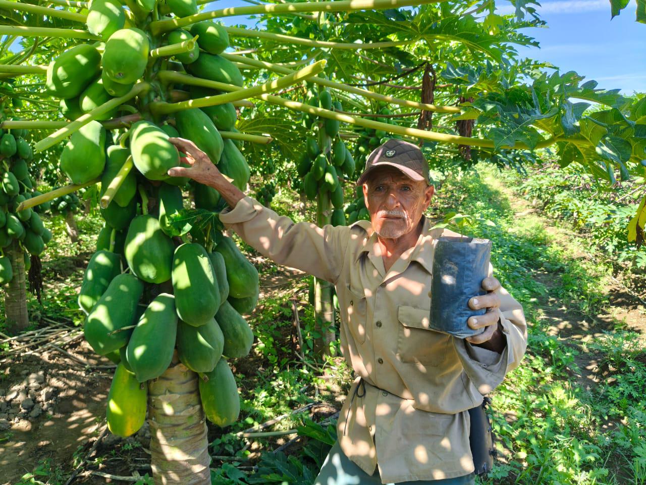 $!Juan tiene 25 años produciendo papaya en Rosario