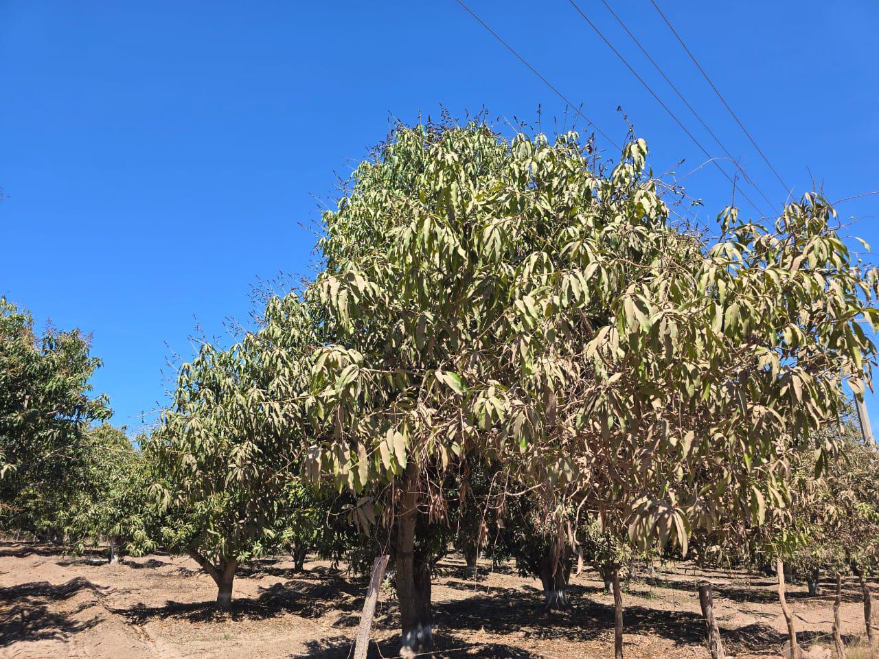 $!Afecta sequía a 50 por ciento de huertas en Rosario que no recibieron riego de la presa Santa María